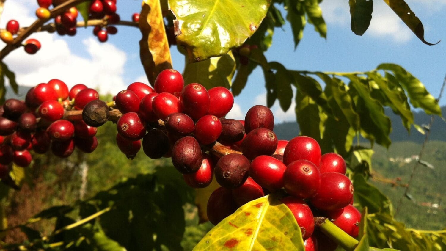 咖啡的故事　豆子品質好壞和喝完後心悸有關係？(三)