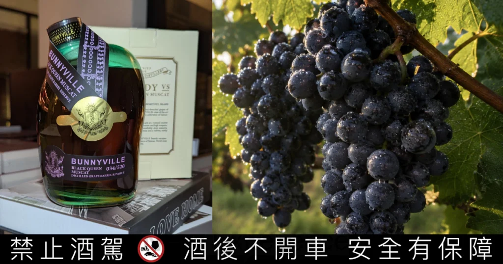 台灣酒廠龐尼維爾推出「黑后葡萄蒸餾藏桶」！彰化二林黑后葡萄桶藏兩年，拼齊全方位烈酒版圖